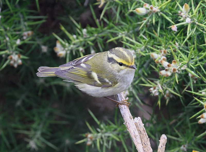 Pallas's Warbler - Thomas Willoughby.