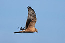 Pallid Harrier - Thomas Willoughby.