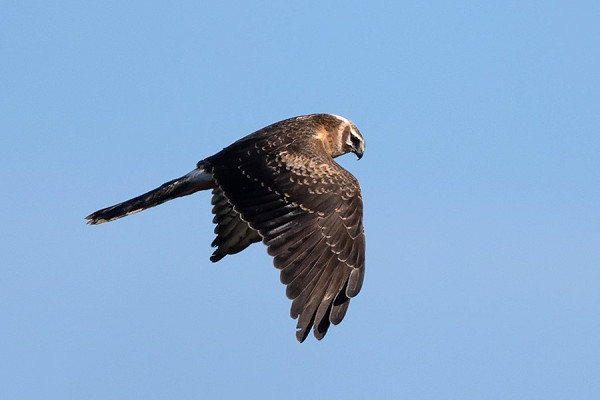 Pallid Harrier - Thomas Willoughby.
