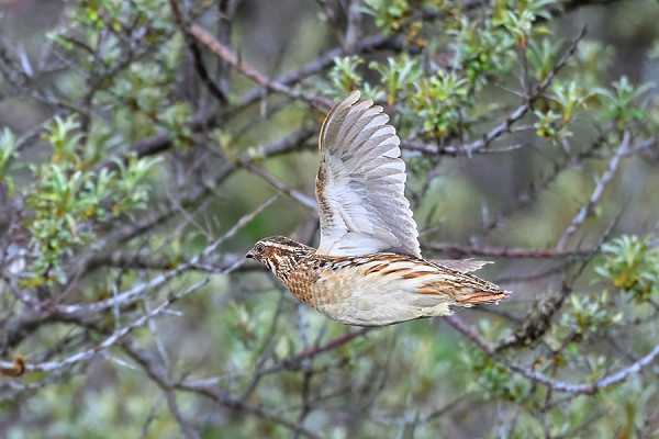 Bird sightings Wednesday, 20 May 2026