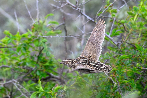 Quail - Thomas Willoughby.