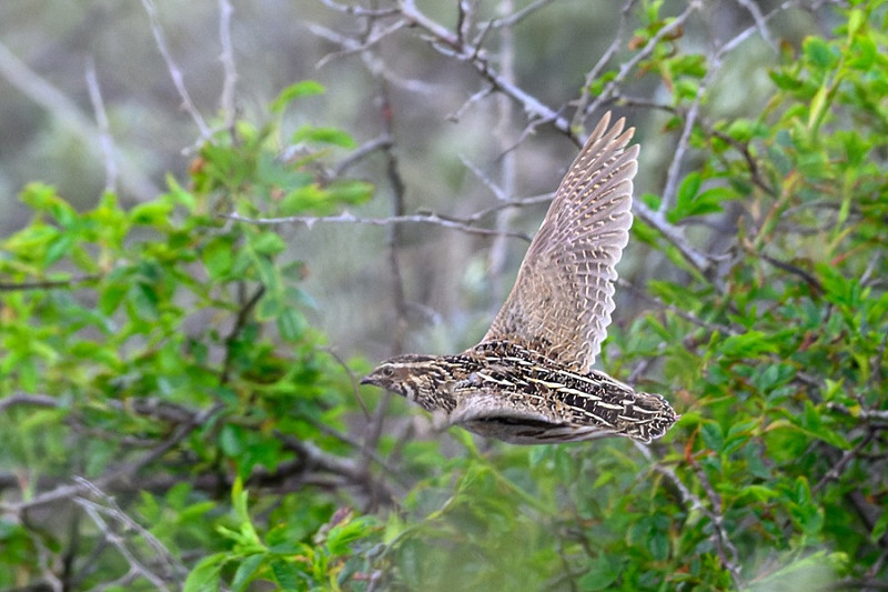 Quail - Thomas Willoughby.