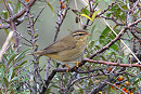 Raddes Warbler - Thomas Willoughby.