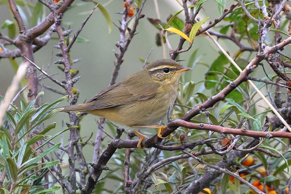 Bird sightings Monday, 12 October 2026