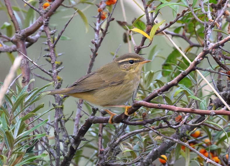 Raddes Warbler - Thomas Willoughby.