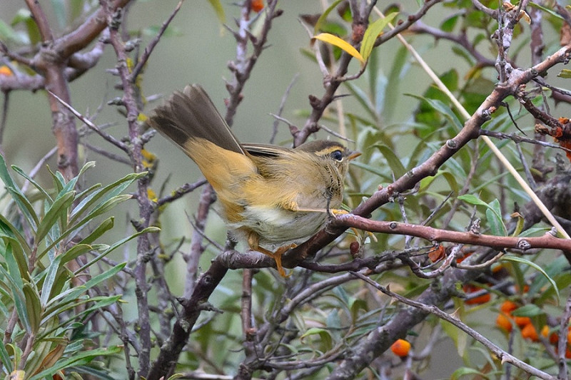 Raddes Warbler - Thomas Willoughby.