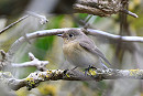 Red-breasted Flycatcher - Thomas Willoughby.