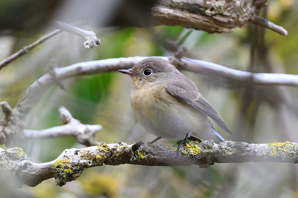 Red-breasted Flycatcher - Thomas Willoughby.