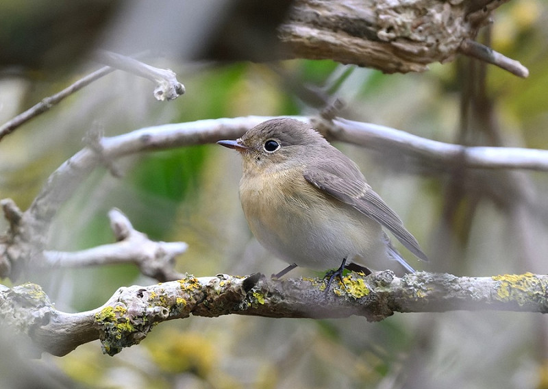 Red-breasted Flycatcher - Thomas Willoughby.