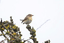 Red-breasted Flycatcher - Thomas Willoughby.