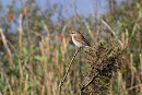 Red-backed Shrike - Thomas Willoughby.