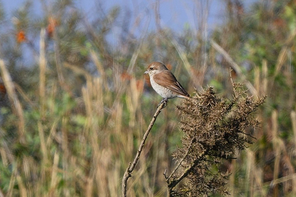 Red-backed Shrike - Thomas Willoughby.
