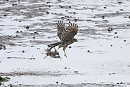 Sparrowhawk with Redshank - Thomas Willoughby.