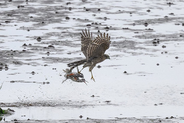 Bird sightings Tuesday, 16 September 2025