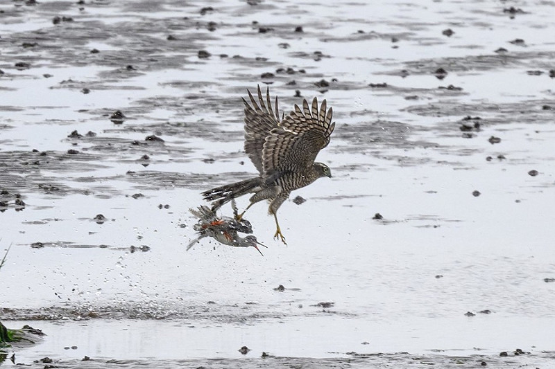 Sparrowhawk with Redshank - Thomas Willoughby.