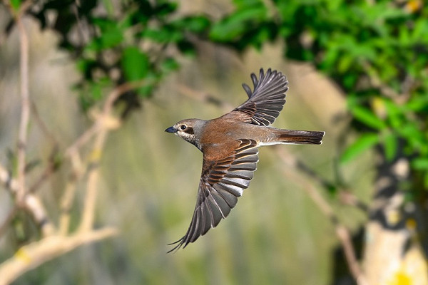 Red-backed Shrike - Thomas Willoughby.