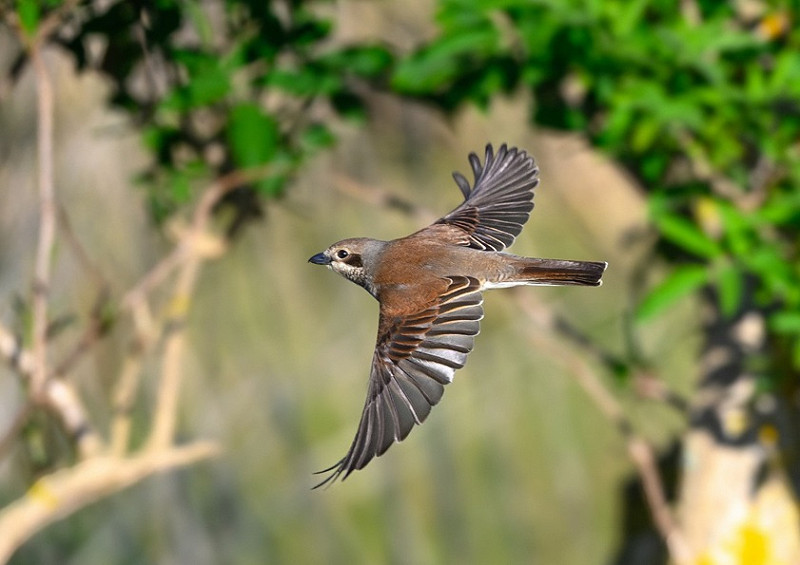 Red-backed Shrike - Thomas Willoughby.