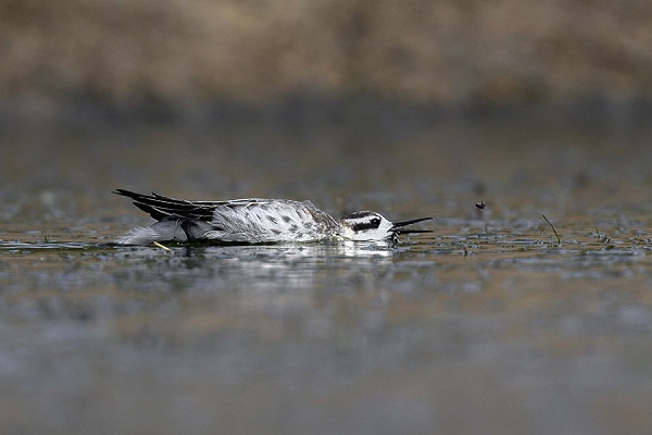 Red-necked Phalarope - Thomas Willoughby.