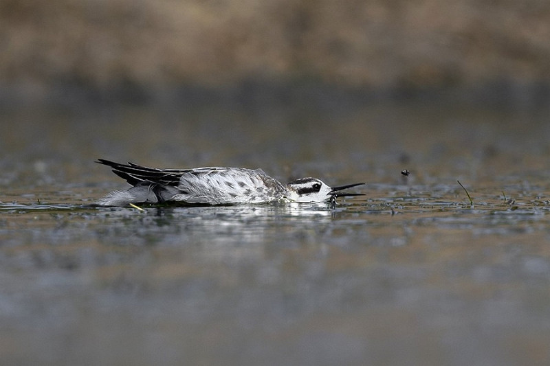 Red-necked Phalarope - Thomas Willoughby.