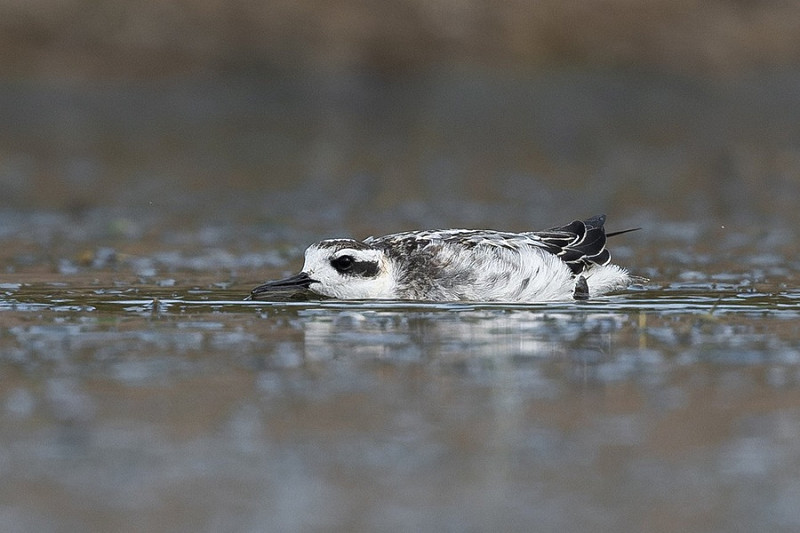 Red-necked Phalarope - Thomas Willoughby.