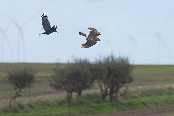 Hen Harrier and Carrion Crow - Tom Wright.