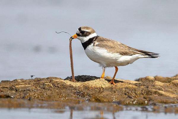 Bird sightings Thursday, 17 July 2025