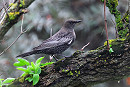 Ring Ouzel - Thomas Willoughby.