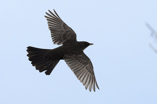 Bird sightings Monday, 26 October 2026
