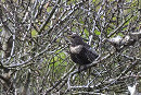 Ring Ouzel - Thomas Willoughby.