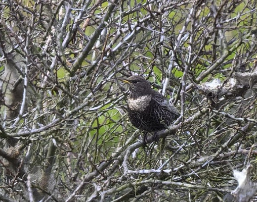 Ring Ouzel - Thomas Willoughby.