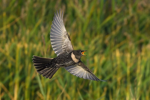 Ring Ouzel - Thomas Willoughby.