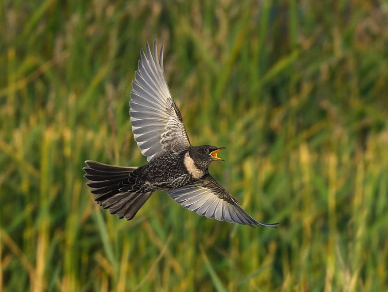 Ring Ouzel - Thomas Willoughby.