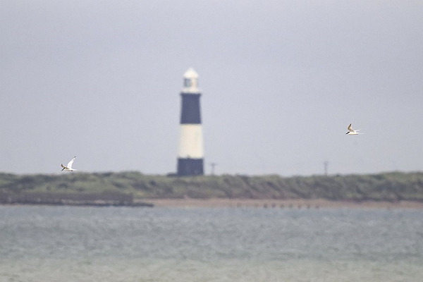 Bird sightings Monday, 14 July 2025