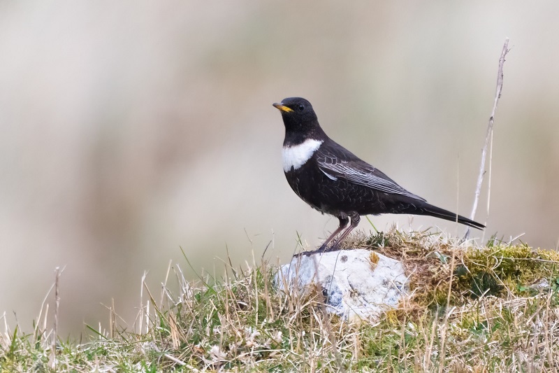 Ring Ouzel. Thomas Willoughby.