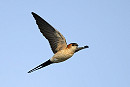 Red-rumped Swallow - Thomas Willoughby.