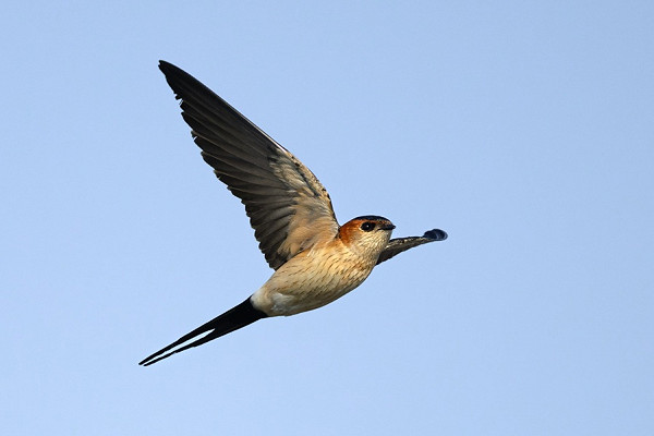 Red-rumped Swallow - Thomas Willoughby.