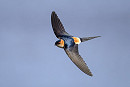 Red-rumped Swallow - Thomas Willoughby.