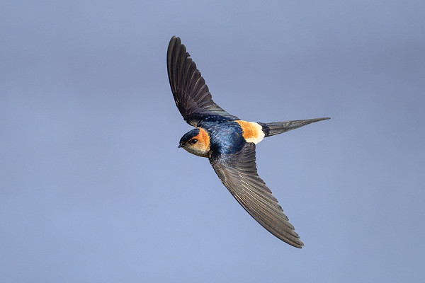 Red-rumped Swallow - Thomas Willoughby.