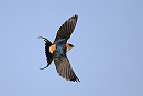 Red-rumped Swallow - Thomas Willoughby.