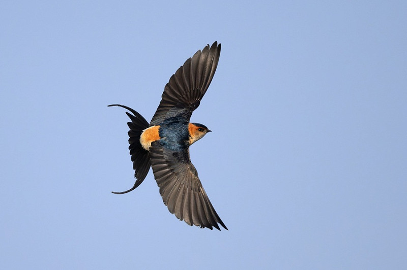 Red-rumped Swallow - Thomas Willoughby.
