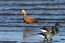 Ruddy Shelduck - Thomas Willoughby.