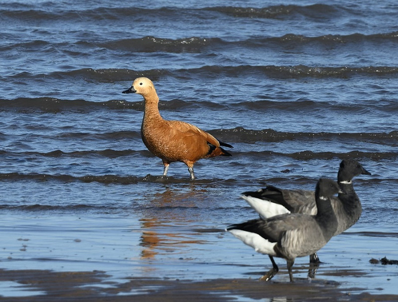 Ruddy Shelduck - Thomas Willoughby.