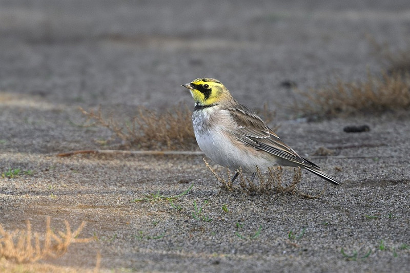 Shore Lark - Thomas Willoughby.