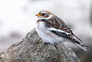 Snow Bunting - Thomas Willoughby.