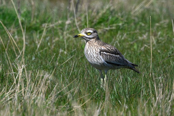 Bird sightings Tuesday, 21 April 2026