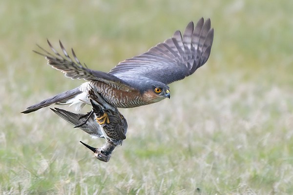 Sparrowhawk. Thomas Willoughby.
