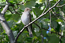 Spotted Flycatcher - Thomas Willoughby.