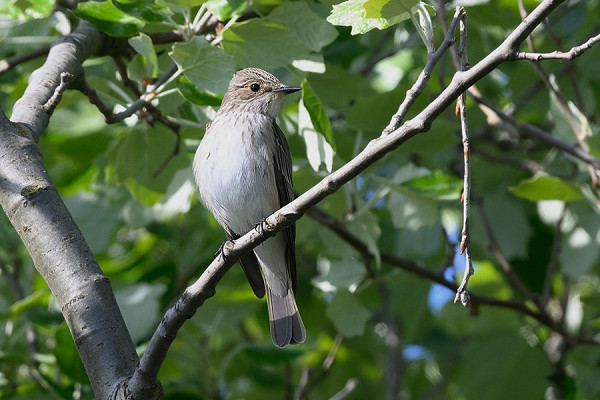 Spotted Flycatcher - Thomas Willoughby.