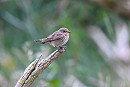 Spotted Flycatcher - Thomas Willoughby.