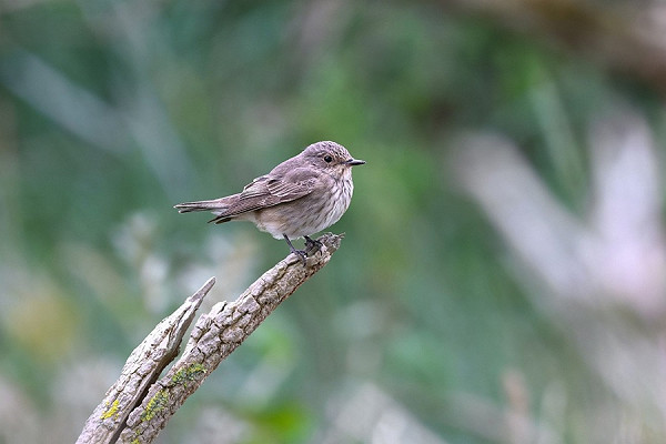 Spotted Flycatcher - Thomas Willoughby.